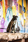 adult German Boxer