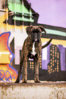 adult German Boxer