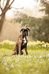 adult German Boxer
