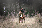 German Boxer in autumn