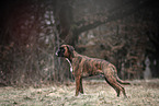 German Boxer in autumn