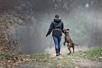 German Boxer in autumn