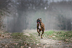 German Boxer in autumn