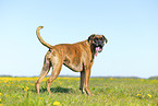 German Boxer in summer