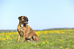 German Boxer in summer