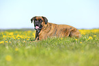 German Boxer in summer