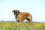 German Boxer in summer