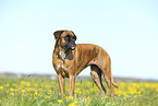German Boxer in summer