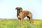German Boxer in summer