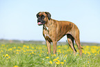 German Boxer in summer