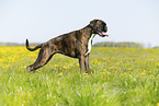German Boxer in summer