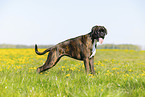 German Boxer in summer