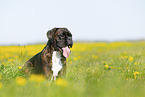 German Boxer in summer