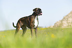 German Boxer in summer