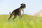 German Boxer in summer