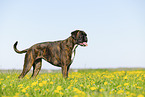 German Boxer in summer