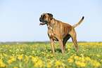 German Boxer in summer