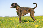 German Boxer in summer