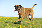 German Boxer in summer