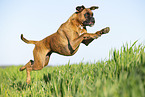 German Boxer in summer