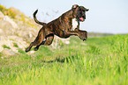 German Boxer in summer