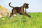German Boxer in summer