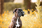 German Boxer
