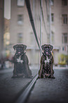 German Boxer