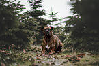German Boxer