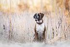 German  Boxer