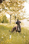 German Boxer