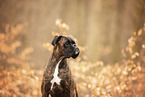 German Boxer