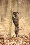 German Boxer
