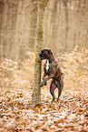 German Boxer