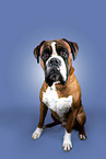 German Boxer