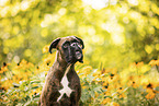 German Boxer