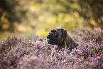 German Boxer