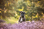 German Boxer