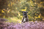 German Boxer