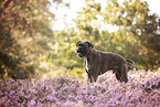 German Boxer