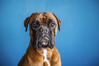 German Boxer