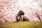 German Boxer