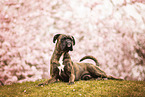 German Boxer