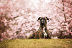 German Boxer