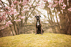 German Boxer