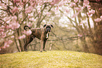 German Boxer