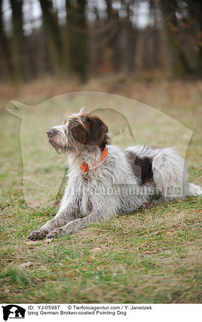 lying German Broken-coated Pointing Dog / YJ-05987