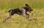 brown-white German Broken-coated Pointing dog