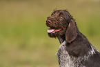 brown-white German Broken-coated Pointing dog