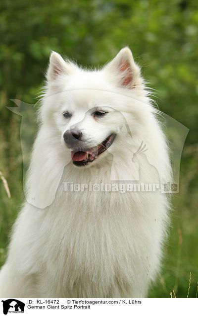 German Giant Spitz Portrait / KL-16472